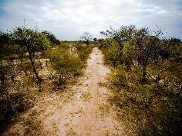 Campo con jarilla salvaje