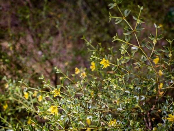 Jarilla divaricata con flores amarillas