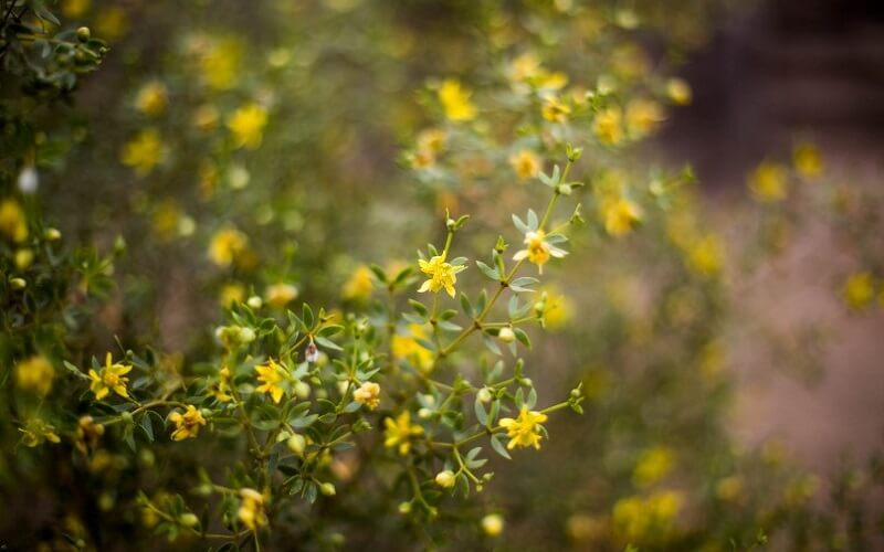 Jarilla divaricata, planta silvestre medicinal