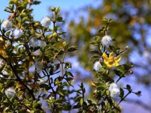 Jarilla (Larrea divaricata)