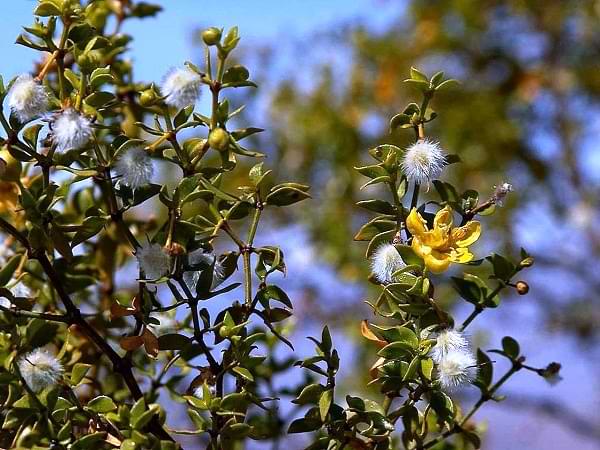 Jarilla (Larrea divaricata)