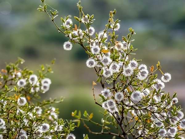 Jarilla, planta con pompones