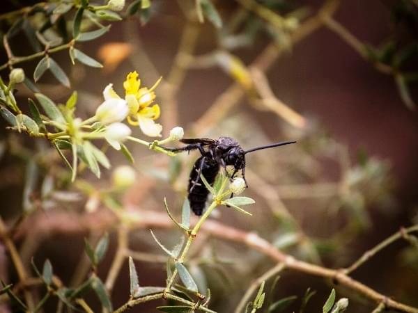 Polinización de la jarilla divaricata
